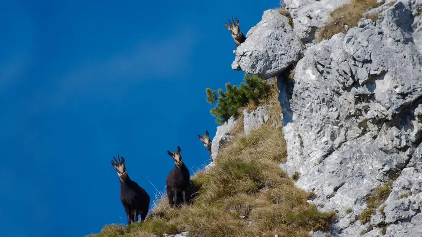 Stambecchi in una delle aree naturali protette regionali del Friuli Venezia Giulia