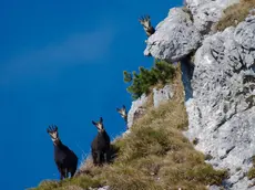 Stambecchi in una delle aree naturali protette regionali del Friuli Venezia Giulia