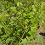 Un dettaglio delle vigne danneggiate dalla grandinata