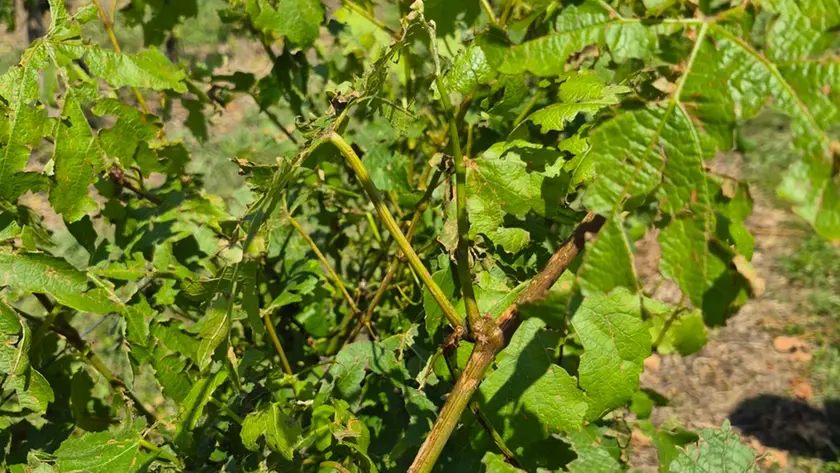 Un dettaglio delle vigne danneggiate dalla grandinata