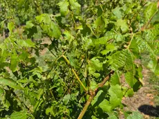 Un dettaglio delle vigne danneggiate dalla grandinata