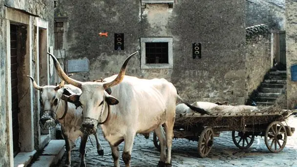 Il manzo Boscarin, una volta simbolo di opulenza, ora apprezzato sulle tavole, è il protagonista della fiera di Canfanaro