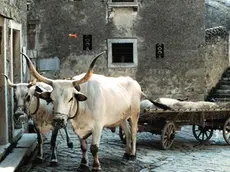 Il manzo Boscarin, una volta simbolo di opulenza, ora apprezzato sulle tavole, è il protagonista della fiera di Canfanaro