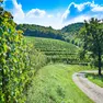 Foto tratta dal sito Cantine aperte Fvg