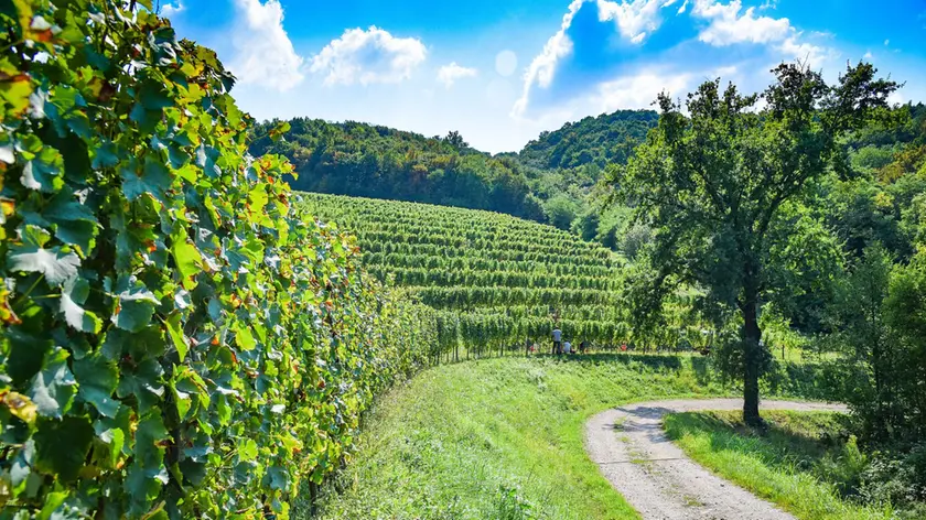 Foto tratta dal sito Cantine aperte Fvg