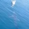 Lo squalo mentre si avvicina al gabbiano: in un video l'attacco