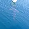 Lo squalo mentre si avvicina al gabbiano: in un video l'attacco