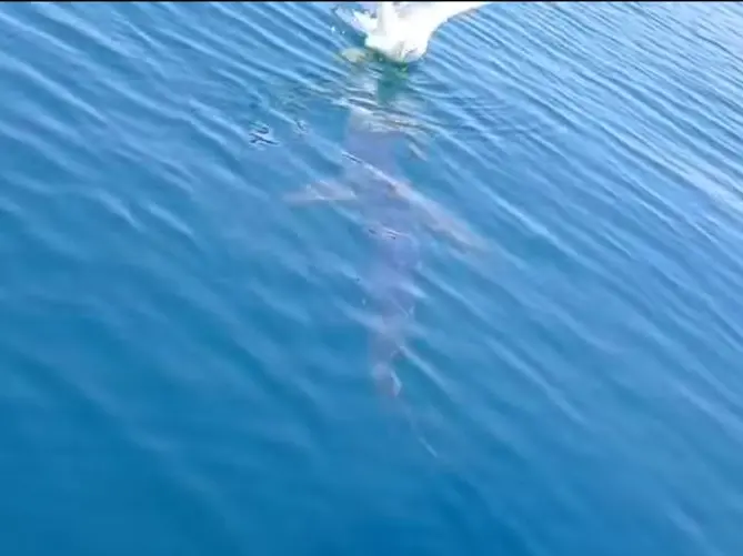 Lo squalo mentre si avvicina al gabbiano: in un video l'attacco