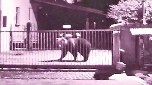 L’orso ripreso dalle telecamere nell’abitato di Priuso, frazione di Socchieve