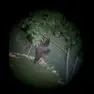 L'orso che scavalca il recinto dopo aver predato due capre