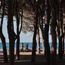 La pineta di Barcola (Lasorte)
