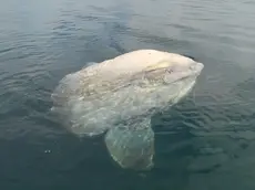 L’esemplare di pesce luna trovato morto nel golfo di Trieste