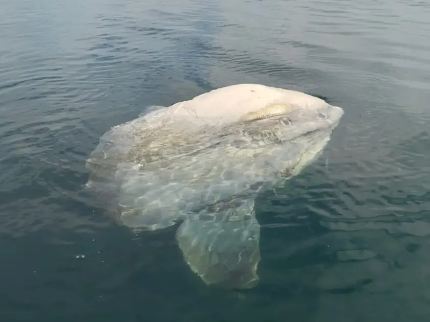 L’esemplare di pesce luna trovato morto nel golfo di Trieste