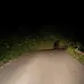 L'orso attraversa la strada