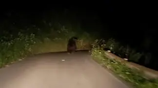 L'orso attraversa la strada