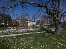 Il giardino in via dei Papaveri a Opicina. (Foto Andrea Lasorte)