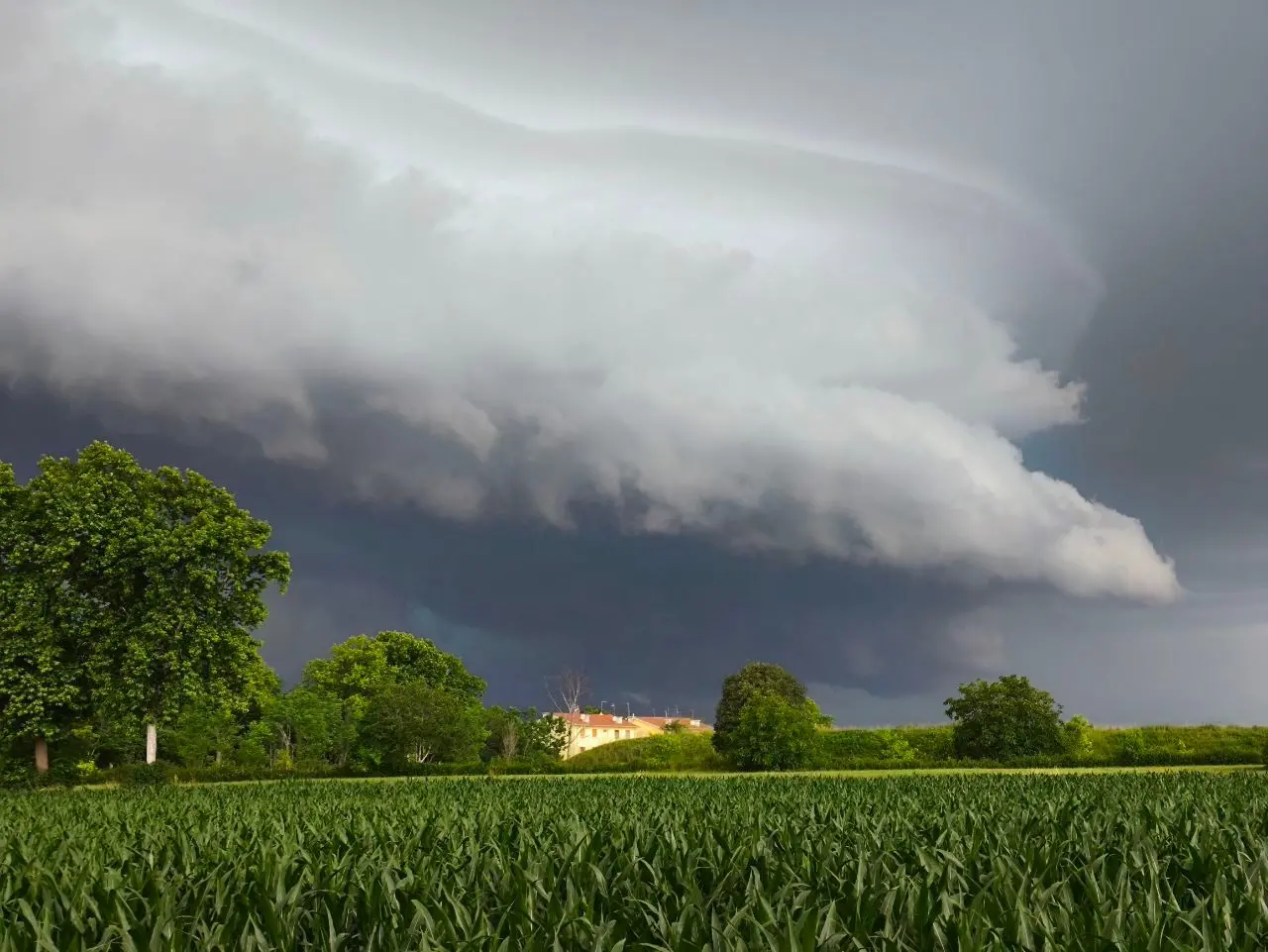 Piogge intense e forti raffiche di vento hanno spazzato diverse aree del Friuli nel pomeriggio di mercoledì 10 giugno. Particolarmente colpita la zona di Udine, attraversata da una bufera che in pochi minuti ha riversato a terra quantità d’acqua tali da causare in pochi minuti l’allagamento di numerose strade della viabilità secondaria e scantinati. Nel capoluogo friulano, dove sono state decine gli alberi abbattuti dalla furia del meteo, è crollata anche una gru all’interno dell’area di Udine Mercati.