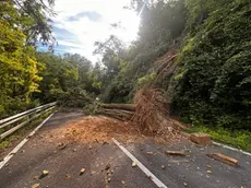 La zona dello smottamento e la quercia che è caduta sulla strada