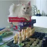 Si cerca la gattina Attila, fuggita durante l'incendio