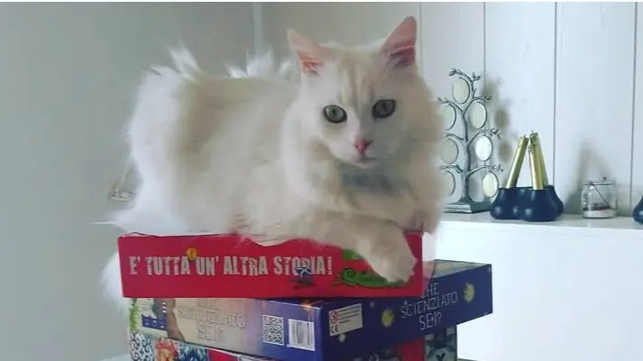 Si cerca la gattina Attila, fuggita durante l'incendio
