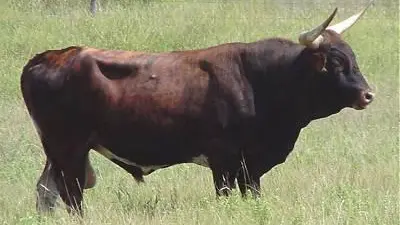 Un toro in una foto d'archivio