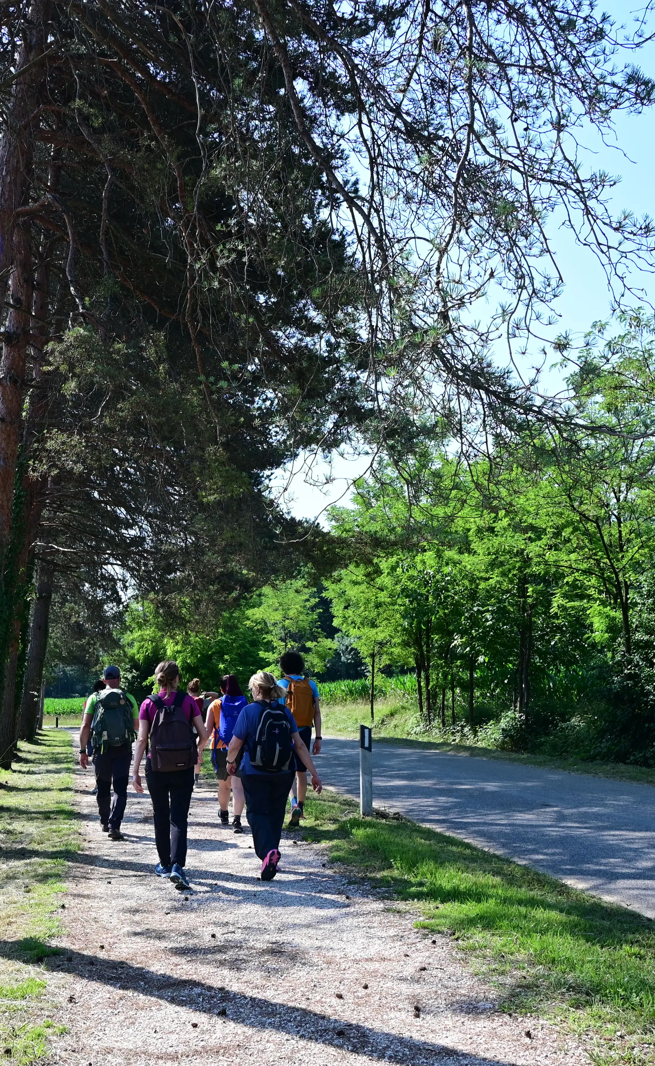 Lungo le strade battute dagli antichi pellegrini alla scoperta di piccoli compendi della natura del Friuli Venezia Giulia. In una calda giornata di metà giugno abbiamo percorso un tratto del cammino millenario, la via Romea Strata, che dal Nord est conduce a Roma. Un passo dopo l’altro, scandendo il tempo andato animato dai romani dediti ai commerci e da tutti coloro che nei secoli contribuirono a scrivere una pagina di storia. Non ultimi i soldati impegnati nel 1915-18 nella Grande guerra e tanto meno maestranze che con il loro saper fare costruirono il ponte sul Tagliamento, il grande fiume naturale, che collega la nostra regione al Veneto.