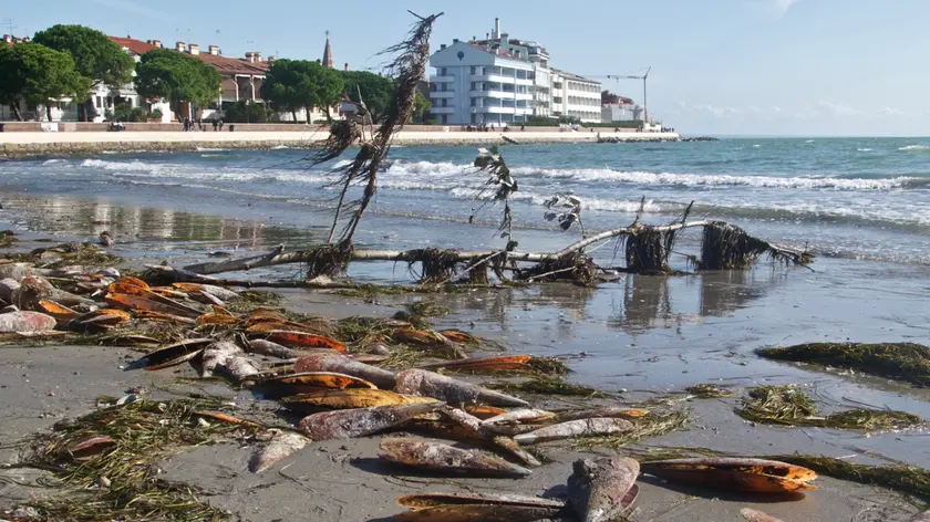 I resti di “pinne nobilis” depositati dal mare durante una morìa degli anni scorsi