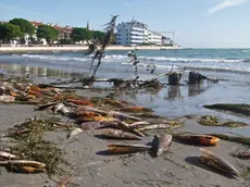 I resti di “pinne nobilis” depositati dal mare durante una morìa degli anni scorsi
