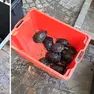 Alcune delle tartarughe portate nel centro di San Canzian d’Isonzo