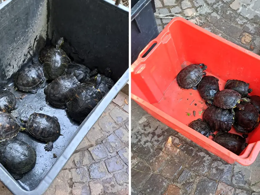Alcune delle tartarughe portate nel centro di San Canzian d’Isonzo