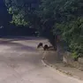 Cinghiali in mezzo alla strada nella zona di Caresana