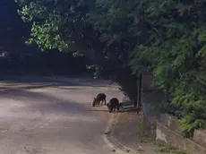 Cinghiali in mezzo alla strada nella zona di Caresana