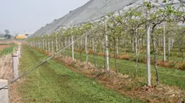 Un impianto di kiwi, la coltivazione e' diffusa nella Marca, era iniziata 25 anni fa quando la pianta fu importata dalla Nuova Zelanda