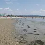 Alghe “spiaggiate” a Marina Julia Foto Bonaventura