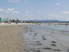 Alghe “spiaggiate” a Marina Julia Foto Bonaventura