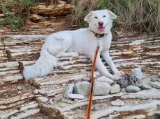 La cagnolina Alaska, oggetto della causa tra vicini di casa