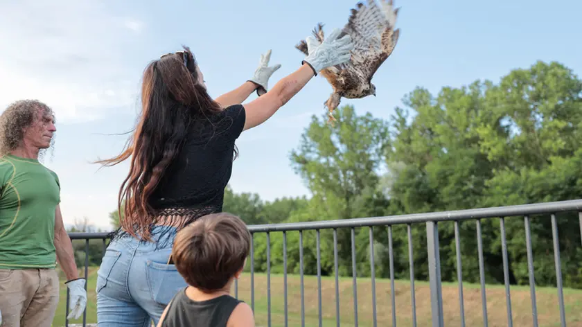 La liberazione di un rapace a Gradisca (foto di Daniele Tibaldi)