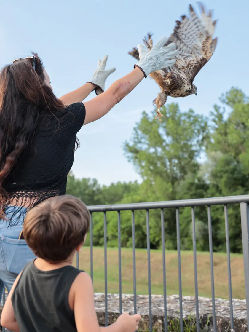La liberazione di un rapace a Gradisca (foto di Daniele Tibaldi)