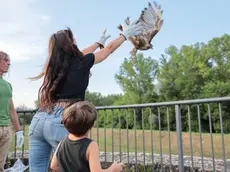 La liberazione di un rapace a Gradisca (foto di Daniele Tibaldi)