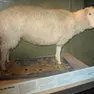 La pecora Dolly ora si trova imbalsamata ed esposta al National Museum of Scotland