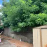 Gli alberi invadono l'area della casa