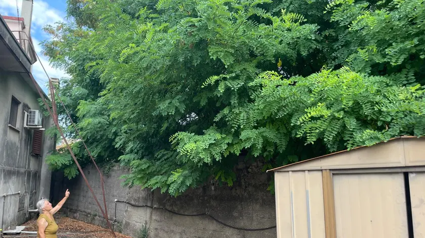 Gli alberi invadono l'area della casa