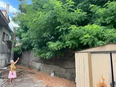 Gli alberi invadono l'area della casa