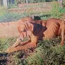 Il cane Nina