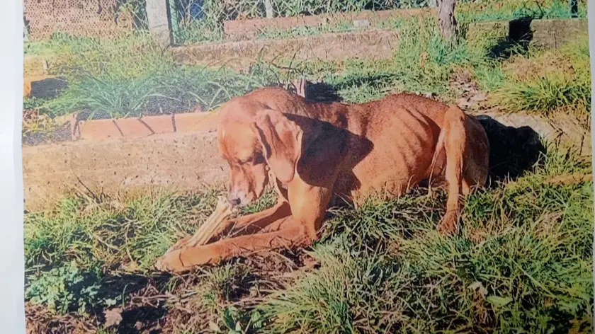 Il cane Nina