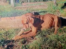 Il cane Nina