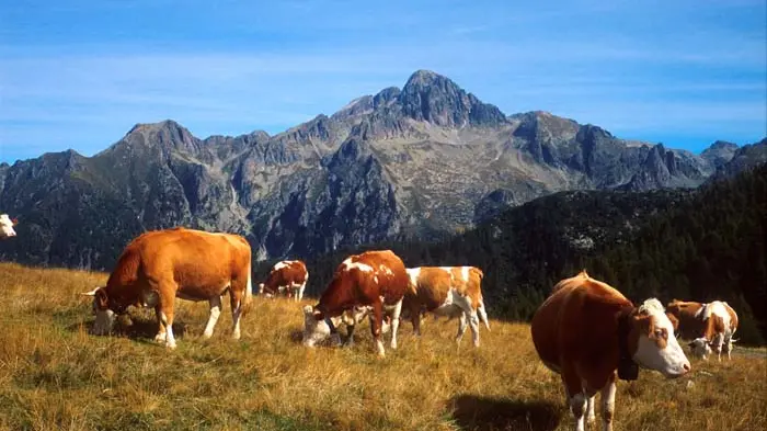 A Gallio una donna è stata aggredita e ferita da una mucca