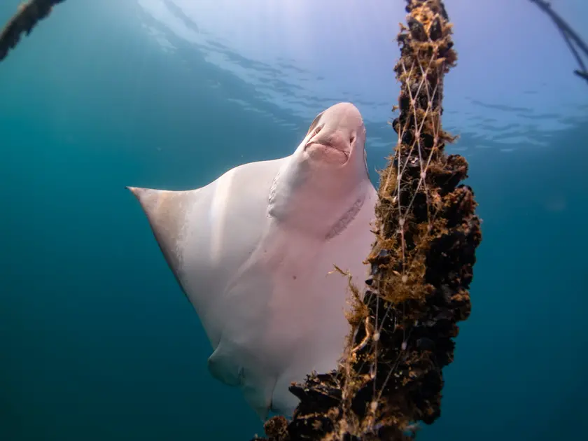 Le vaccarelle di mare tra le reste della mitilicoltura fotografate da Tommaso Delorenzi