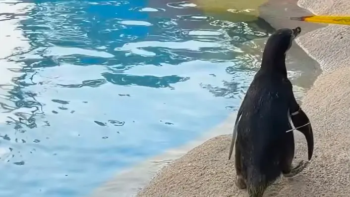 Arrivano i pinguini di Humboldt al Parco Zoo Punta Verde