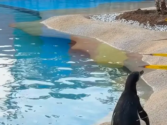 Arrivano i pinguini di Humboldt al Parco Zoo Punta Verde
